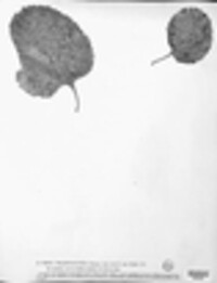 Phoma millepunctata image